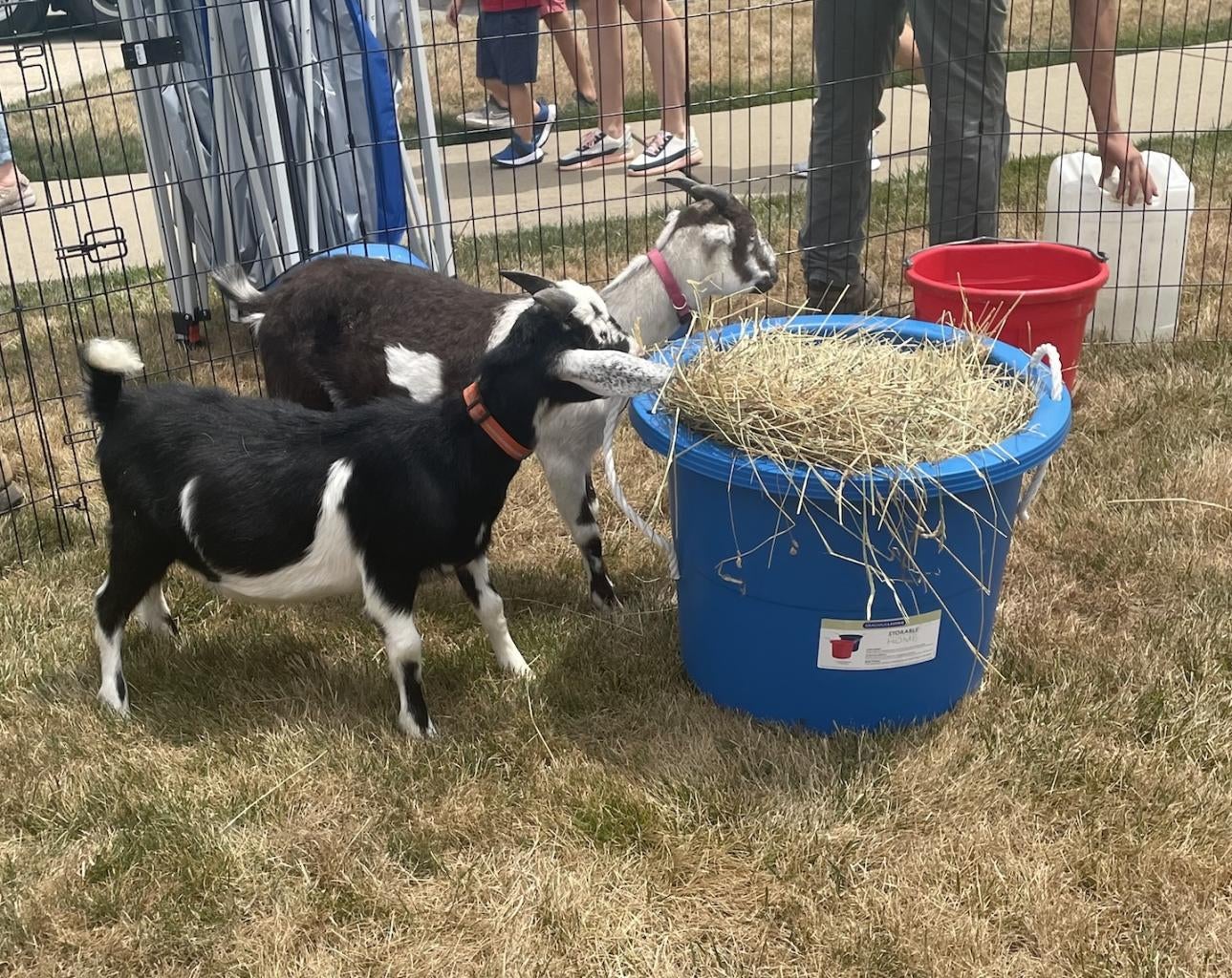 "Goats used in Oakmont's sustainability efforts eating hay"